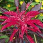 20 Amaranthus Tricolor (RED) Perfecta Seeds