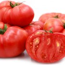 10 RED BRANDYWINE TOMATO SEEDS INDETERMINATE NON-GMO FRESH US SELLER 10 RED BRANDYWINE TOMATO SEEDS INDETERMINATE NON-GMO FRESH US SELLER