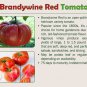 10 RED BRANDYWINE TOMATO SEEDS INDETERMINATE  NON-GMO FRESH US SELLER