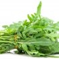 1000+ Organic Arugula Seeds Salad USA