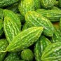 Bitter Melon Bitter Gourd Seeds| 5 seeds| USA