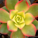 Live Succulent Plant Real Aeonium Haworthii Kiwi House Plant In 2" Plastic Pot Live Succulent Plant Real Aeonium Haworthii Kiwi House Plant In 2" Plastic Pot