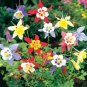 120MG - Columbine MCKANA GIANT Mix Perennial Hummingbirds Butterflies Seeds