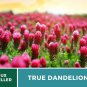 (8gram)  Crimson Clover Seeds | USA Garden Flower Blood Red Cover Winter Annual