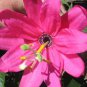 Passiflora Banana Poke Passion Flower 10 Seeds