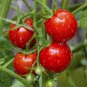 120 Large Cherry Tomato Seeds - Tomato seeds - Non GMO - USA Grown