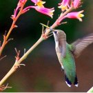 10 RED YUCCA SEEDS (Hesperaloe parviflora) Hummingbird & Butterfly Flower Plant 10 RED YUCCA SEEDS (Hesperaloe parviflora) Hummingbird & Butterfly Flower Plant