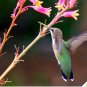 10 RED YUCCA SEEDS (Hesperaloe parviflora) Hummingbird & Butterfly Flower Plant