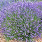500 Lavender Seeds Common English | Non-GMO | Fresh Garden Seeds 500 Lavender Seeds Common English | Non-GMO | Fresh Garden Seeds