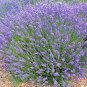 500 Lavender Seeds Common English | Non-GMO | Fresh Garden Seeds
