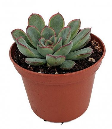 Pulidonis Tipped Red Succulent Desert Echeveria Rose In Or Out Live Plant 2" Pot