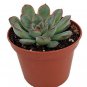 Pulidonis Tipped Red Succulent Desert Echeveria Rose In Or Out Live Plant 2" Pot