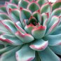 Pulidonis Tipped Red Succulent Desert Echeveria Rose In Or Out Live Plant 2" Pot