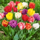 (5) Tulip Double Early Mix