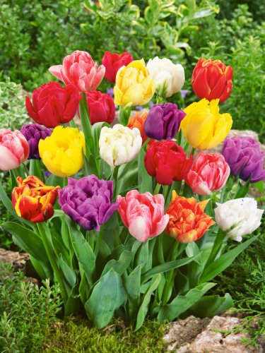 (5) Tulip Double Early Mix
