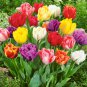 (5) Tulip Double Early Mix