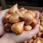 (5) Tulip Double Early Mix
