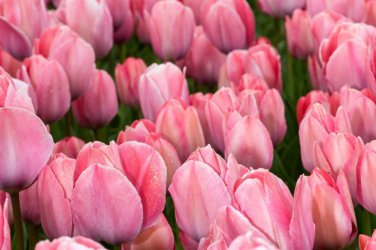 5 Van Eijk Darwin Hybrid Tulip Bulbs - Ready to Ship