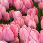 5 Van Eijk Darwin Hybrid Tulip Bulbs - Ready to Ship