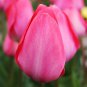 5 Van Eijk Darwin Hybrid Tulip Bulbs - Ready to Ship