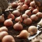 5 Van Eijk Darwin Hybrid Tulip Bulbs - Ready to Ship