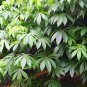 Cassava Yuca Cassava 2 cuttings (Manihot esculenta)