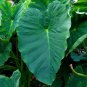 Colocasia Esculenta Elephant Ear 3-5 Circumference*(You get 2 Bulbs)