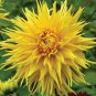 1  Dahlia Encore Yellow Flower Bulb Tuber