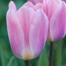 Dreamy and Light Darwin Hybrid Tulip Flower Bulbs Dreamy and Light Darwin Hybrid Tulip Flower Bulbs