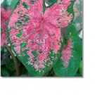 (2ct) Caladium Fire Chief Bulbs - by Caladiumparadise (2ct) Caladium Fire Chief Bulbs - by Caladiumparadise