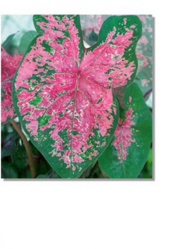 (2ct) Caladium Fire Chief Bulbs - by Caladiumparadise