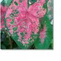 (2ct) Caladium Fire Chief Bulbs - by Caladiumparadise