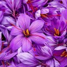 5 -Saffron Crocus Bulbs (Xplosionseeds) 5 -Saffron Crocus Bulbs (Xplosionseeds)