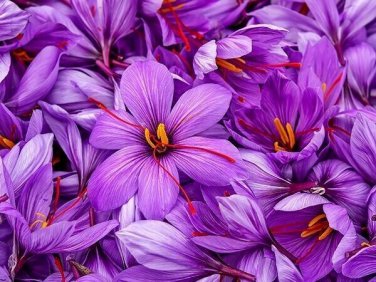 5 -Saffron Crocus Bulbs (Xplosionseeds)