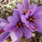 5 -Saffron Crocus Bulbs (Xplosionseeds)