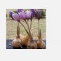5 -Saffron Crocus Bulbs (Xplosionseeds)