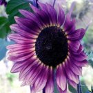 20 Pcs Purple Gerbera Flower Seeds - Non-GMO Heirloom Variety 20 Pcs Purple Gerbera Flower Seeds - Non-GMO Heirloom Variety