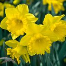 (10) Trumpet Daffodil King Alfred Master Bulbs Perennial Zones:4-9 (10) Trumpet Daffodil King Alfred Master Bulbs Perennial Zones:4-9