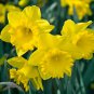 (10) Trumpet Daffodil King Alfred Master Bulbs Perennial Zones:4-9