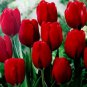 (5)  Fresh Red Impressions Tulip Bulbs by (Xplosionseeds)