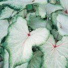 2ct. Caladium White Wing Bulbs-by CaladiumParadise 2ct. Caladium White Wing Bulbs-by CaladiumParadise