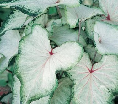 2ct. Caladium White Wing Bulbs-by CaladiumParadise