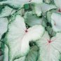 2ct. Caladium White Wing Bulbs-by CaladiumParadise