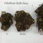 2ct. Caladium White Wing Bulbs-by CaladiumParadise