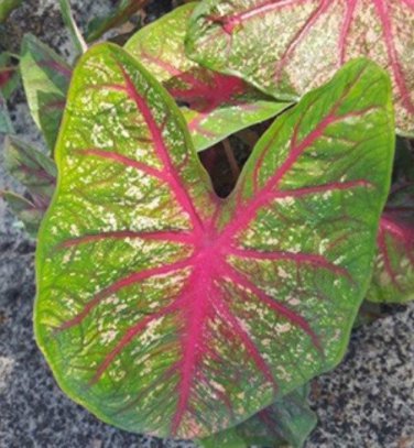 (2ct) Caladium Florida Sunrise Bulbs -by Caladiumparadise