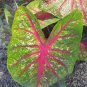 (2ct) Caladium Florida Sunrise Bulbs -by Caladiumparadise