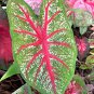 (2ct) Caladium Florida Sunrise Bulbs -by Caladiumparadise