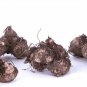 (2ct) Caladium Florida Sunrise Bulbs -by Caladiumparadise