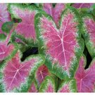 2ct. Caladium Rosebud Bulbs By CaladiumParadise 2ct. Caladium Rosebud Bulbs By CaladiumParadise