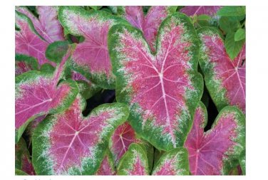 2ct. Caladium Rosebud Bulbs By CaladiumParadise